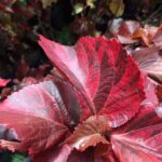 Acalypha wilkesiana - The Full Story and Magic of the Copperleaf Plant
